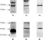 ATP1A3 Antibody in Western Blot (WB)