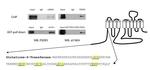 ATP1A3 Antibody in Western Blot (WB)