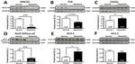 ATP1A3 Antibody in Western Blot (WB)