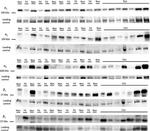 ATP1A3 Antibody in Western Blot (WB)