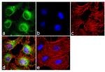 Calmodulin Antibody in Immunocytochemistry (ICC/IF)