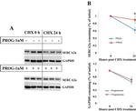 SERCA2 ATPase Antibody in Western Blot (WB)