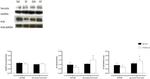 Phospholamban Antibody in Western Blot (WB)