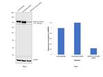 SERCA2 ATPase Antibody in Western Blot (WB)