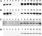 ATP1A1 Antibody in Western Blot (WB)