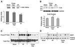 Calsequestrin Antibody in Western Blot (WB)