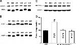 Phospholamban Antibody in Western Blot (WB)