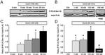 Phospholamban Antibody in Western Blot (WB)