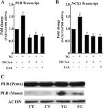 Phospholamban Antibody in Western Blot (WB)