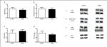 Phospholamban Antibody in Western Blot (WB)