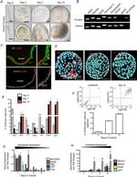 ATP4B Antibody in Flow Cytometry (Flow)