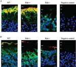 ATP1A1 Antibody in Immunohistochemistry (IHC)