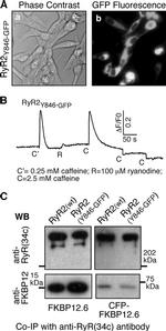 FKBP12 Antibody in Western Blot (WB)