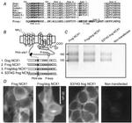 Sodium/Calcium Exchanger Antibody in Western Blot, Immunocytochemistry (WB, ICC/IF)