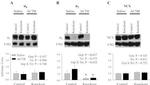 Calsequestrin Antibody in Western Blot (WB)