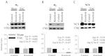 Calsequestrin Antibody in Western Blot (WB)