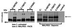 Sodium/Calcium Exchanger Antibody in Western Blot (WB)