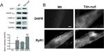 Triadin Antibody in Western Blot (WB)