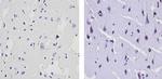 Synaptojanin 1 Antibody in Immunohistochemistry (Paraffin) (IHC (P))