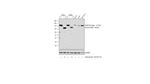 PARP1 Antibody in Western Blot (WB)