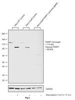 PARP1 Antibody