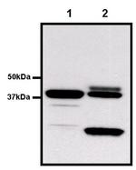 GST Tag Antibody in Immunoprecipitation (IP)