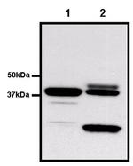 GST Tag Antibody in Western Blot (WB)