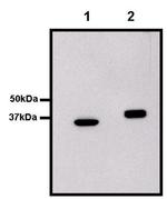 GST Tag Antibody in Western Blot (WB)