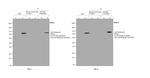 GST Tag Antibody in Immunoprecipitation (IP)