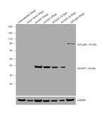 GST Tag Antibody