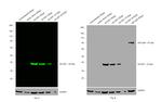 GST Tag Antibody in Western Blot (WB)