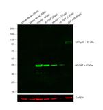 GST Tag Antibody in Western Blot (WB)