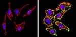 CD44 Antibody in Immunocytochemistry (ICC/IF)