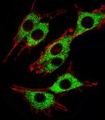 PINK1 Antibody in Immunocytochemistry (ICC/IF)