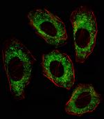 SRC Antibody in Immunocytochemistry (ICC/IF)