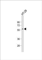 SRC Antibody in Western Blot (WB)