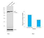 CTCF Antibody in Western Blot (WB)