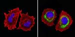 MUC1 Antibody in Immunocytochemistry (ICC/IF)