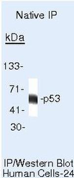 p53 Antibody in Immunoprecipitation (IP)