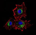 Cytokeratin 15 Antibody in Immunocytochemistry (ICC/IF)