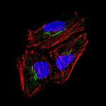 Cytokeratin 15 Antibody in Immunocytochemistry (ICC/IF)