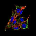 Cytokeratin 15 Antibody in Immunocytochemistry (ICC/IF)