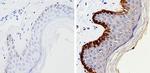 Cytokeratin 15 Antibody in Immunohistochemistry (Paraffin) (IHC (P))