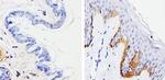 Cytokeratin 15 Antibody in Immunohistochemistry (Paraffin) (IHC (P))