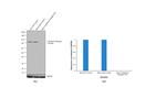 Transferrin Receptor Antibody in Western Blot (WB)