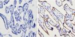 Transferrin Receptor Antibody in Immunohistochemistry (Paraffin) (IHC (P))