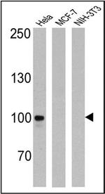 Transferrin Receptor Antibody in Western Blot (WB)