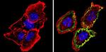 Thrombomodulin Antibody in Immunocytochemistry (ICC/IF)