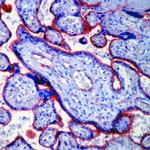 Thrombomodulin Antibody in Immunohistochemistry (Paraffin) (IHC (P))