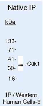 CDK1 Antibody in Immunoprecipitation (IP)